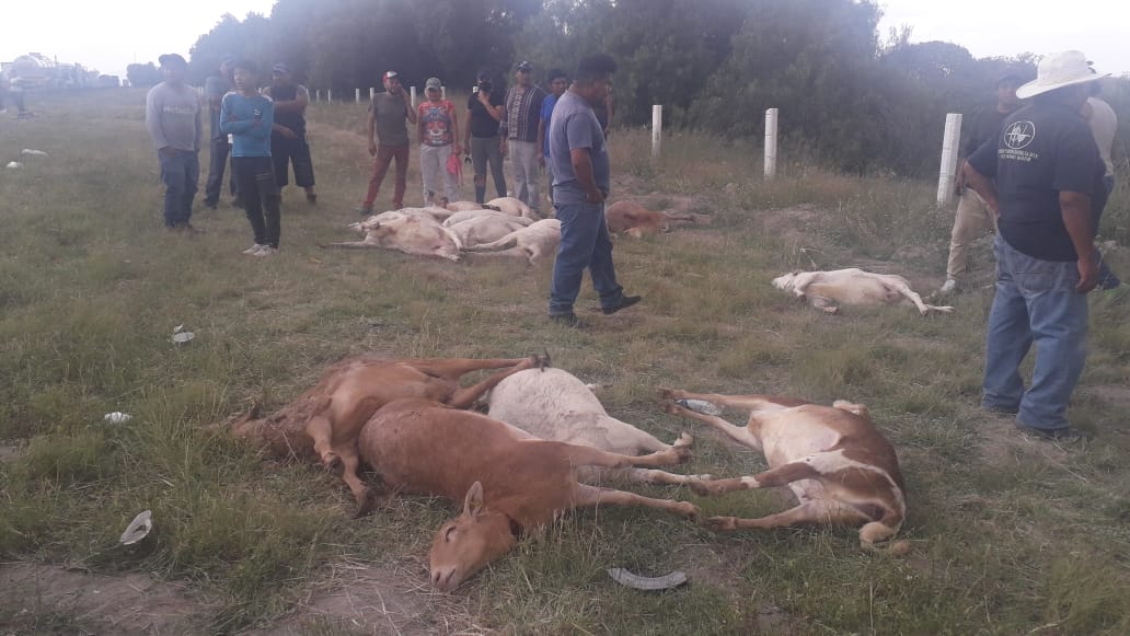 Vuelca camión con borregos en el Circuito Exterior Mexiquense