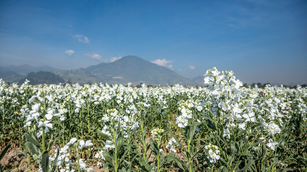 Negro panorama para floricultores en Día de Muertos