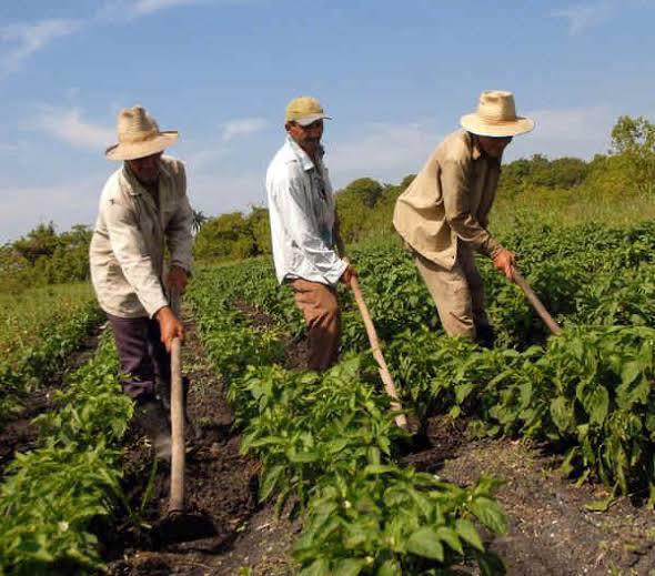 Durante pandemia las instituciones nos olvidaron: campesinos