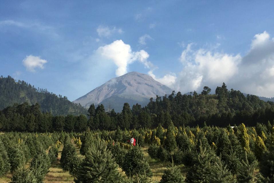 Más de 400 mil árboles de navidad listos para esta temporada