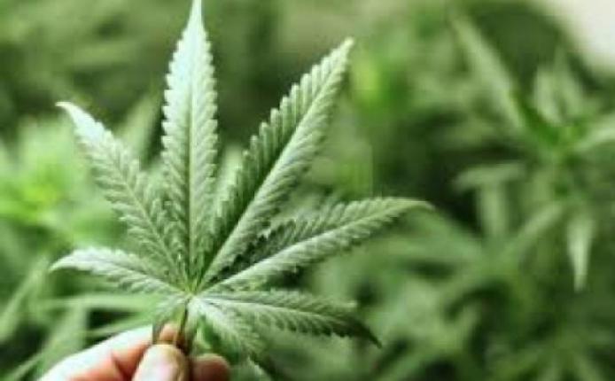 Despenaliza el Senado consumo y cultivo de la marihuana