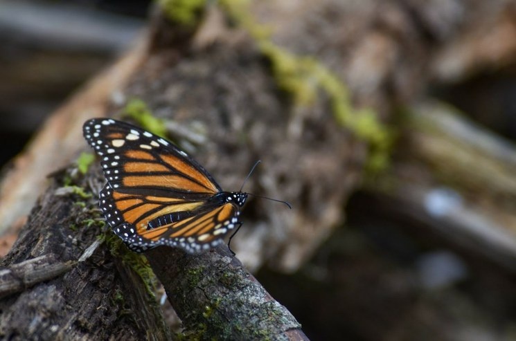 Abrirán al público santuario de mariposa Monarca bajo medidas sanitarias