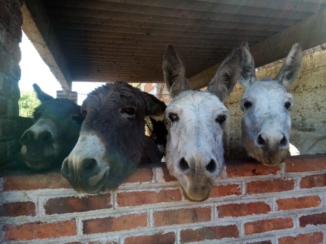 En riesgo de morir 50 ejemplares de “Burrolandia” por falta de alimento