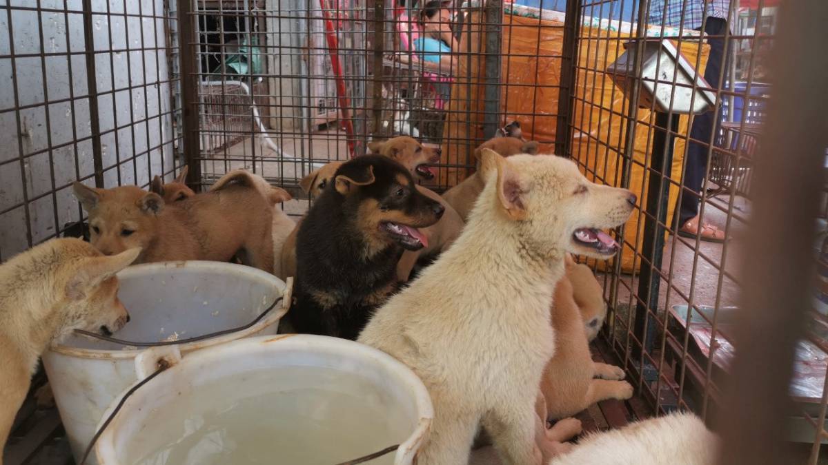 ¡Otra vez en China! Rescatan a 20 perros destinados al consumo humano