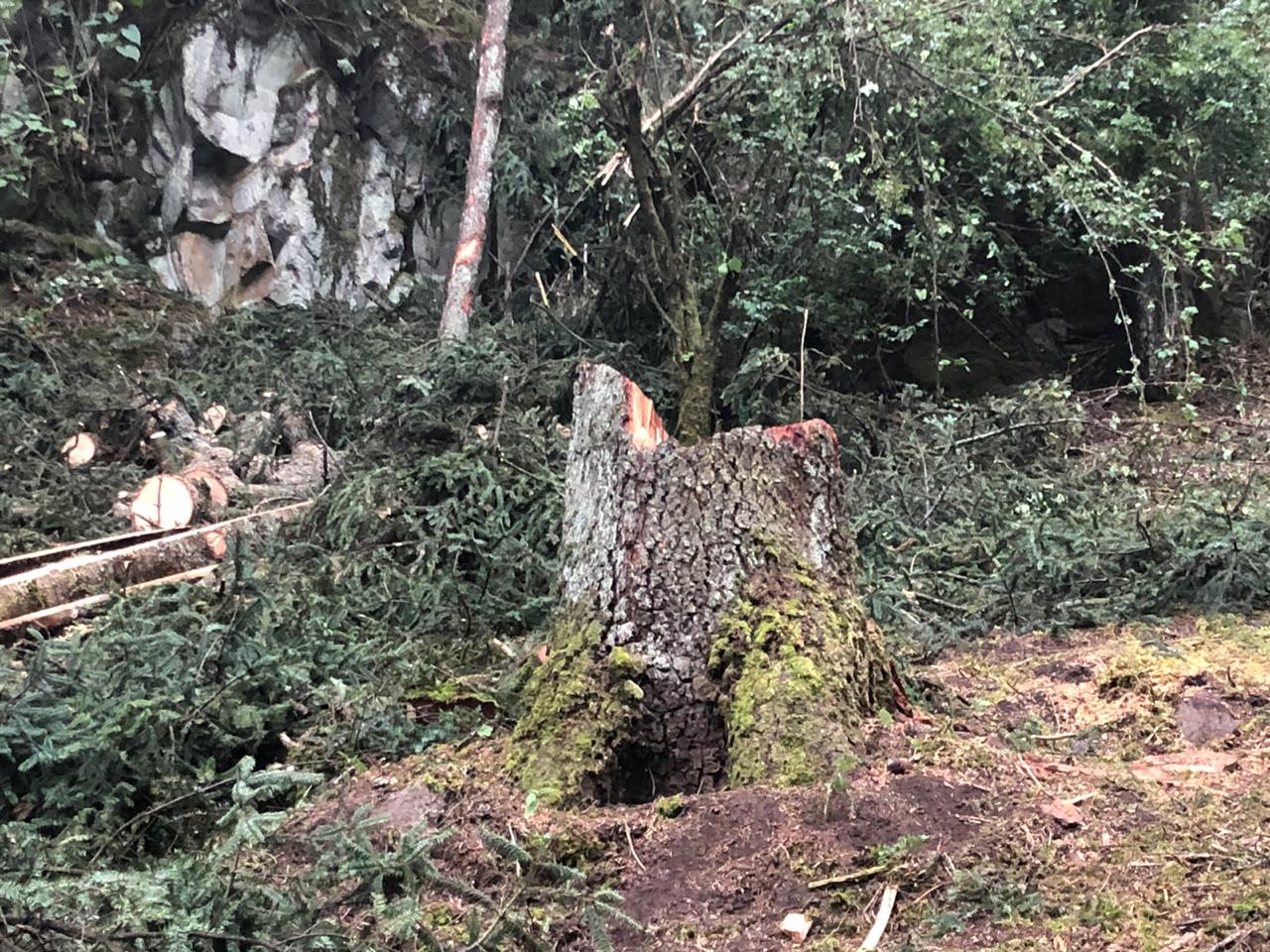 Alertan sobre tala masiva en zona boscosa de Naucalpan