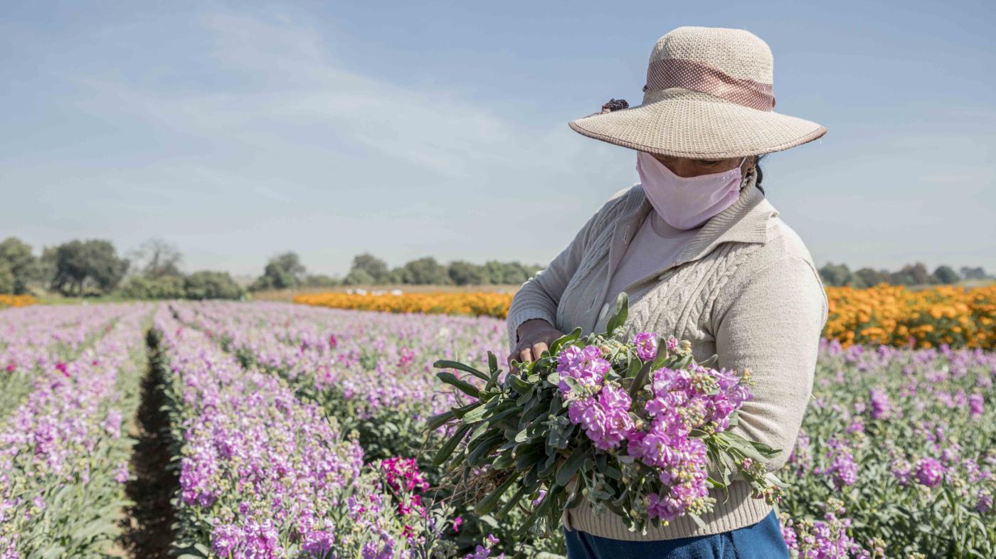 Floricultores mexiquenses reportan buenas ventas pese a pandemia