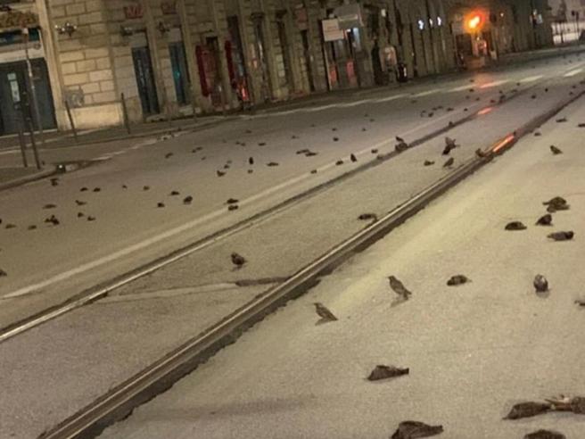 ¡Masacre! Mueren cientos de aves por fuegos artificiales en Roma