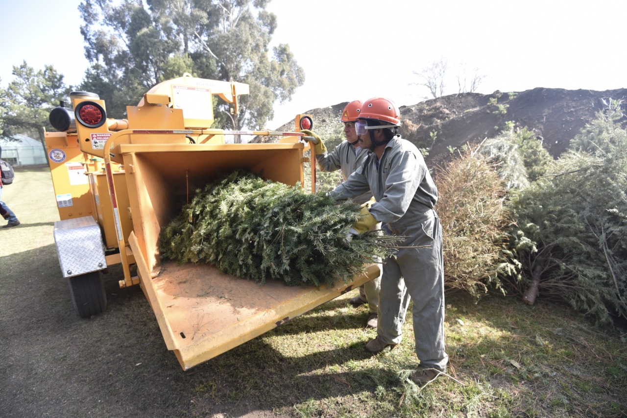 Inician campaña de reciclaje de árboles de navidad