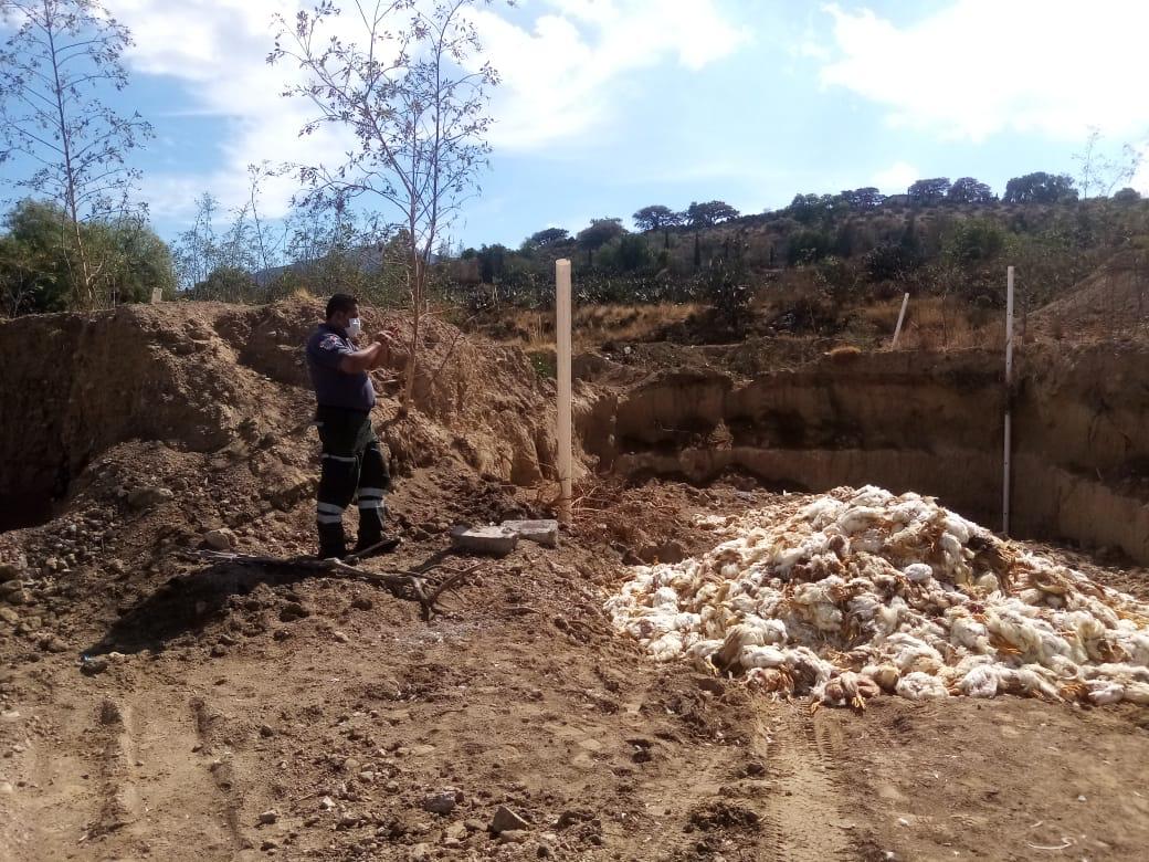 Hallan “cementerio” de pollos en Otumba y lo clausuran