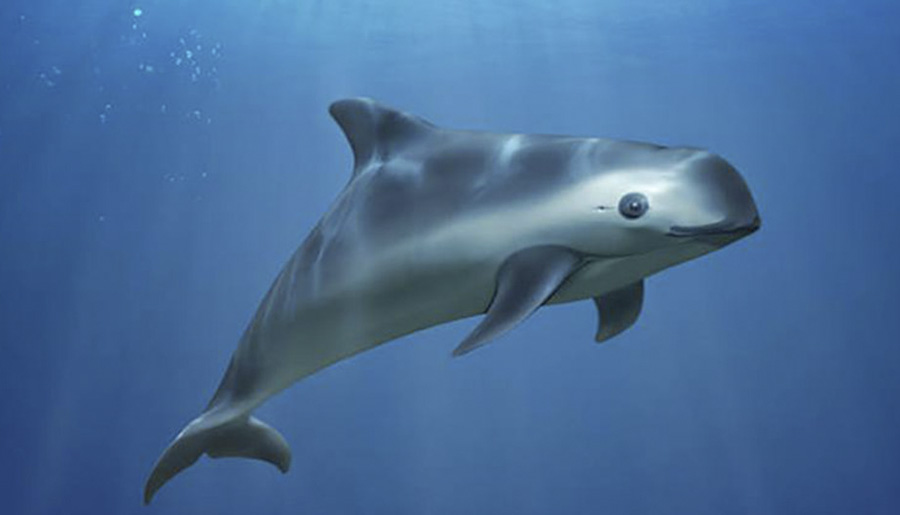 Anuncian plan de tolerancia cero para proteger a vaquita marina