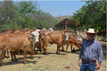 Venta de carne, apenas de 35 por ciento por Cuaresma y pandemia: ganaderos