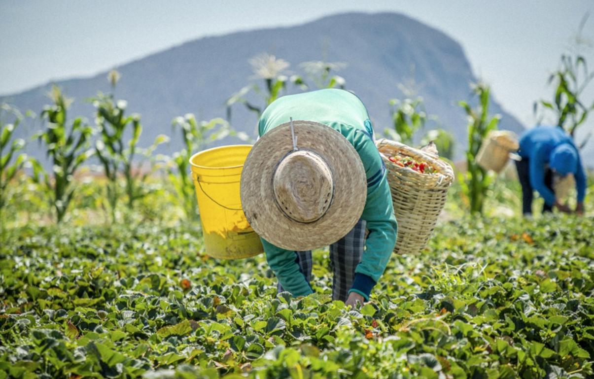 Familias de campesinos víctimas de Covid-19, reciben póliza de seguro de vida