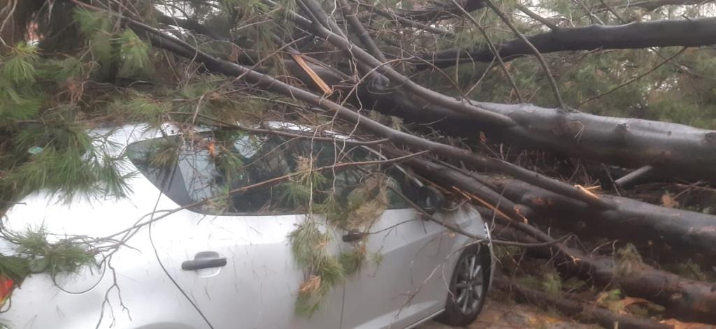 Ráfagas de viento en Naucalpan causa caída de 27 árboles