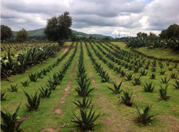 Protegerán e impulsarán la producción de maguey, en Edomex