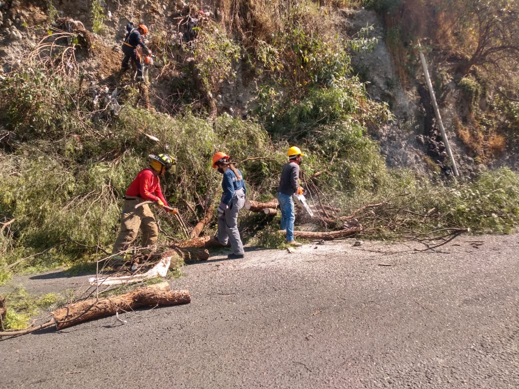 Retiran más de 400 árboles por representar riesgos a vecinos, en Naucalpan