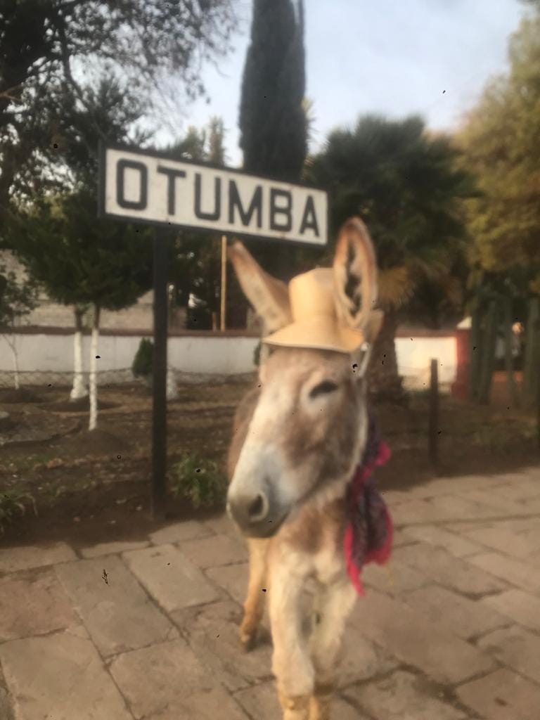 Video: Feria del Burro será virtual, en Otumba