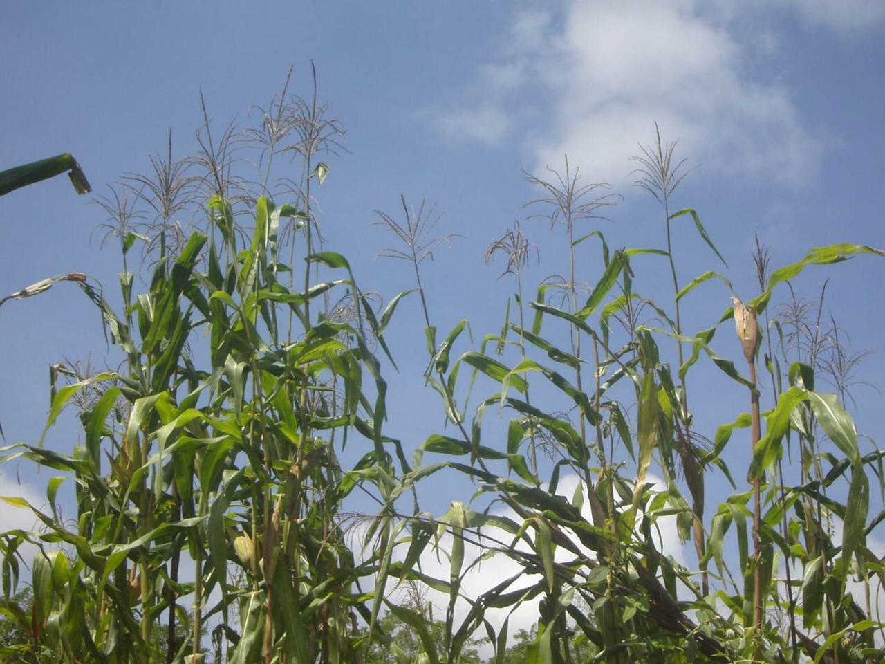 Crea Chapingo biofertilizante a base de sargazo que fortalece cultivos durante la sequía