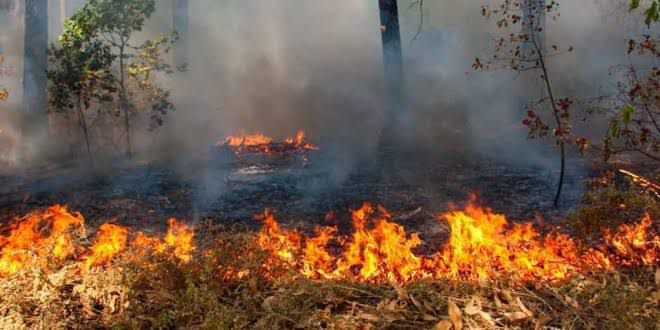 Cinco incendios forestales asolan los bosques del Edoméx