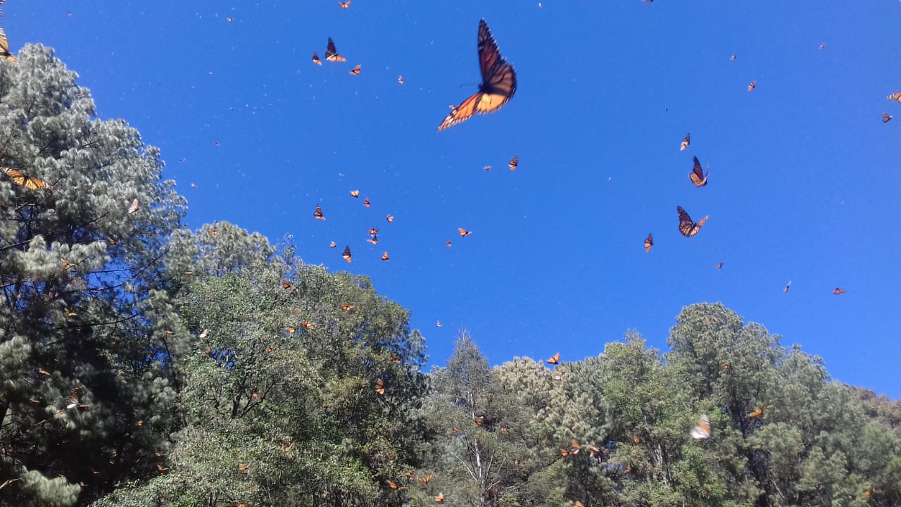 Donato Guerra, bastión de la mariposa monarca