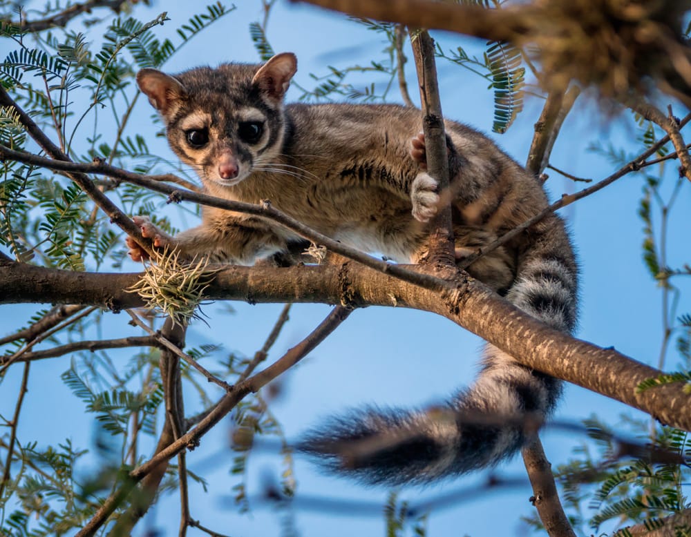 Fauna silvestre baja a la zona habitacional huyendo de los incendios en Atizapán