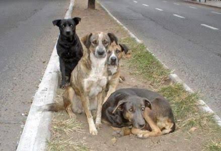 Necesario hospital para atender animales en condición de calle del Valle de Toluca