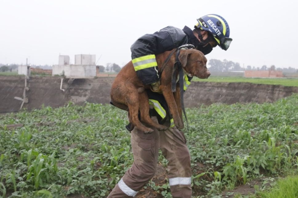 Rescatan a perritos caídos al socavón de Puebla