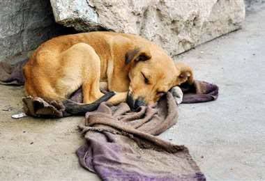 Perro dormido en la calle