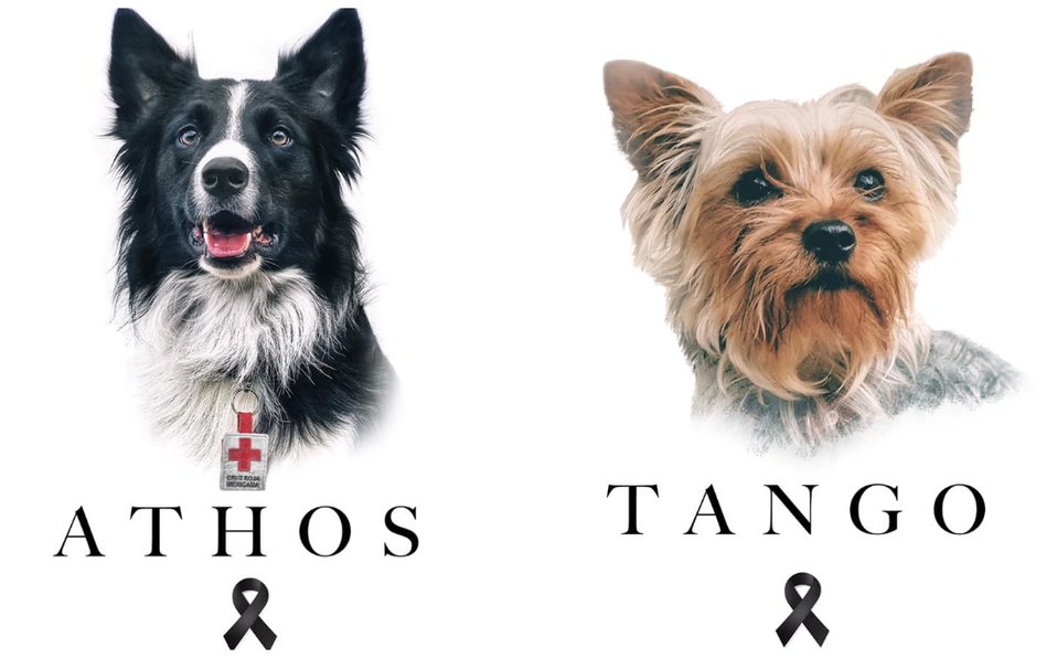 Envenenan a Tango y Athos, perros rescatistas de la Cruz Roja; uno salvó vidas el 19S