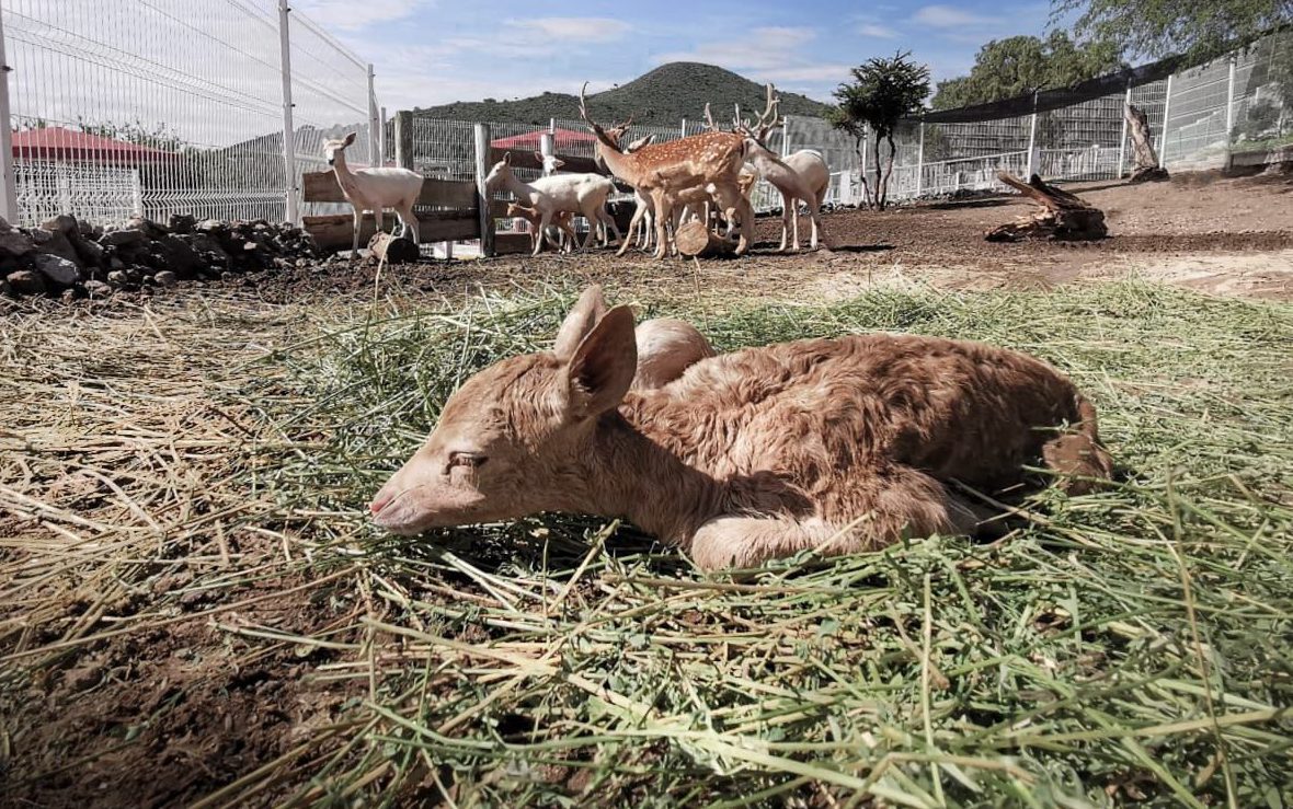 “Marín”, un gamo europeo, es el nuevo integrante del Parque Ecológico Ehécatl