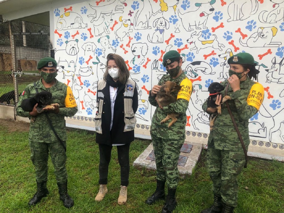 Video: Crean refugio para perritos que rondan el nuevo aeropuerto de Santa Lucía