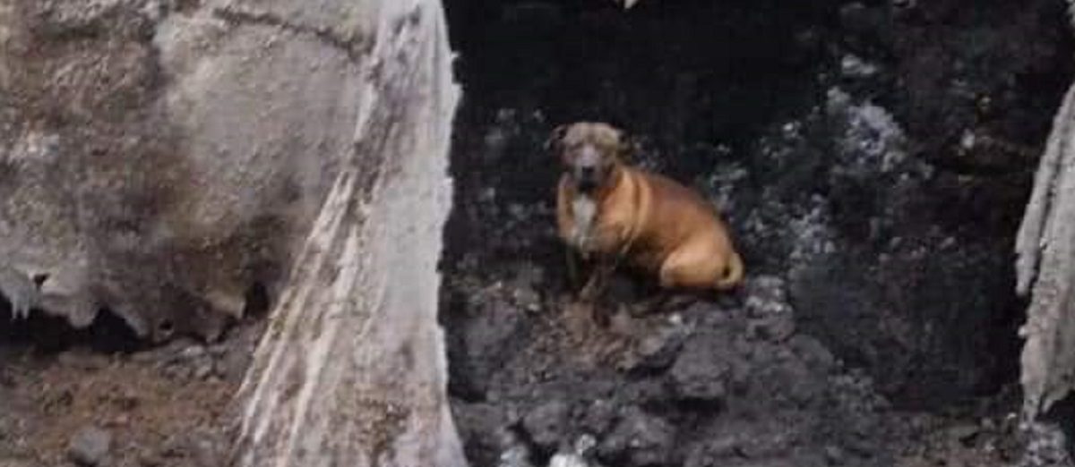 Video: Rescatan a perro que cayó en mega socavón en Valle de Chalco