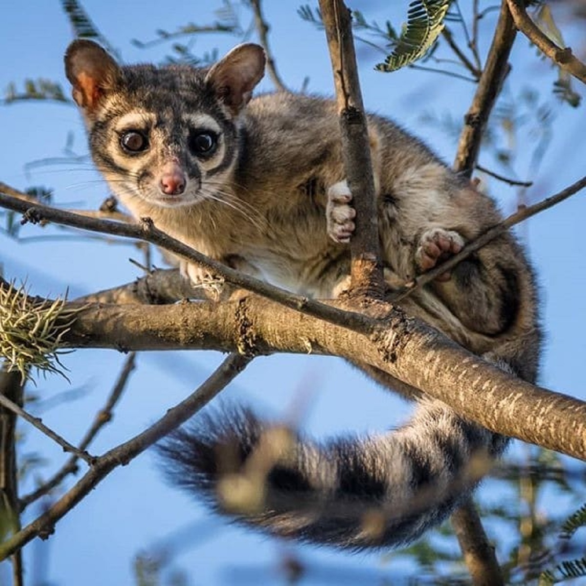 Piden Autoridades de Atizapán piden no maltratar animales silvestres y reportarlos para protegerlos