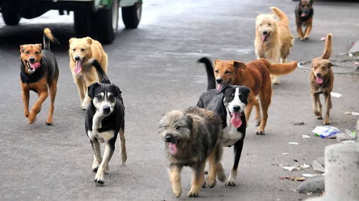 Se reducen adopciones caninas en pandemia y aumentan animales abandonados