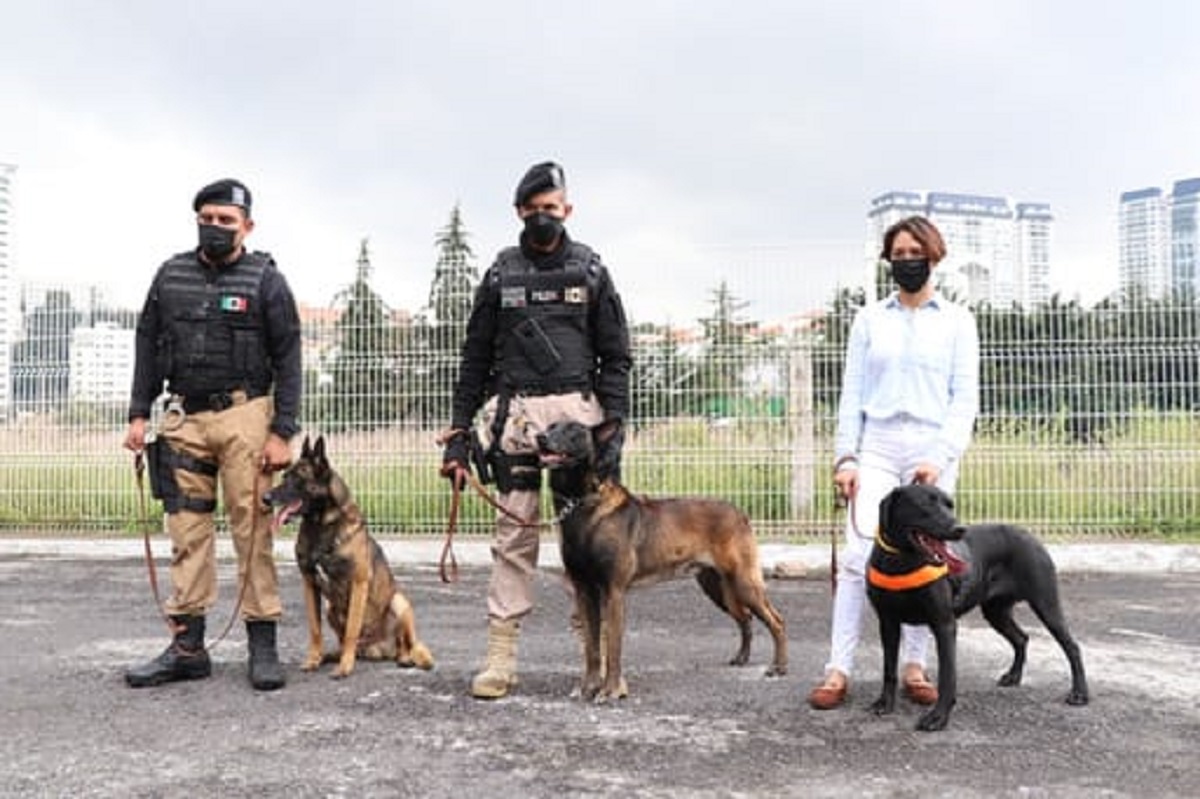 Video: Huixquilucan cuenta con unidades caninas entrenadas para realizar labores de búsqueda y rescate