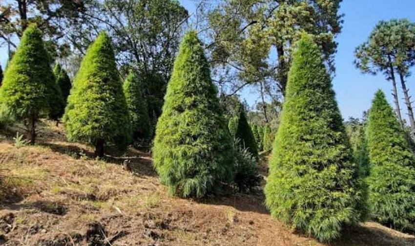 Listos más de 400 mil árboles de Navidad para comercializar en el estado