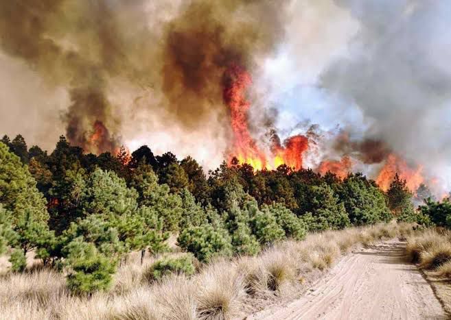 Edomex ocupa el primer lugar a nivel nacional en incendios forestales