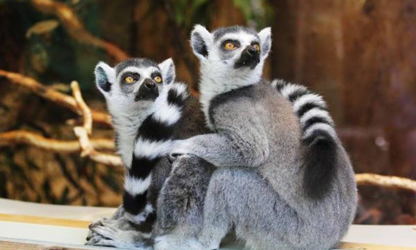 Día del Lemur