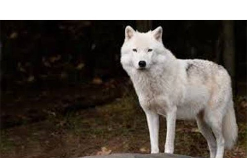 Lobo gris fugado del parque Hermenegildo Galeana, ya fue capturado