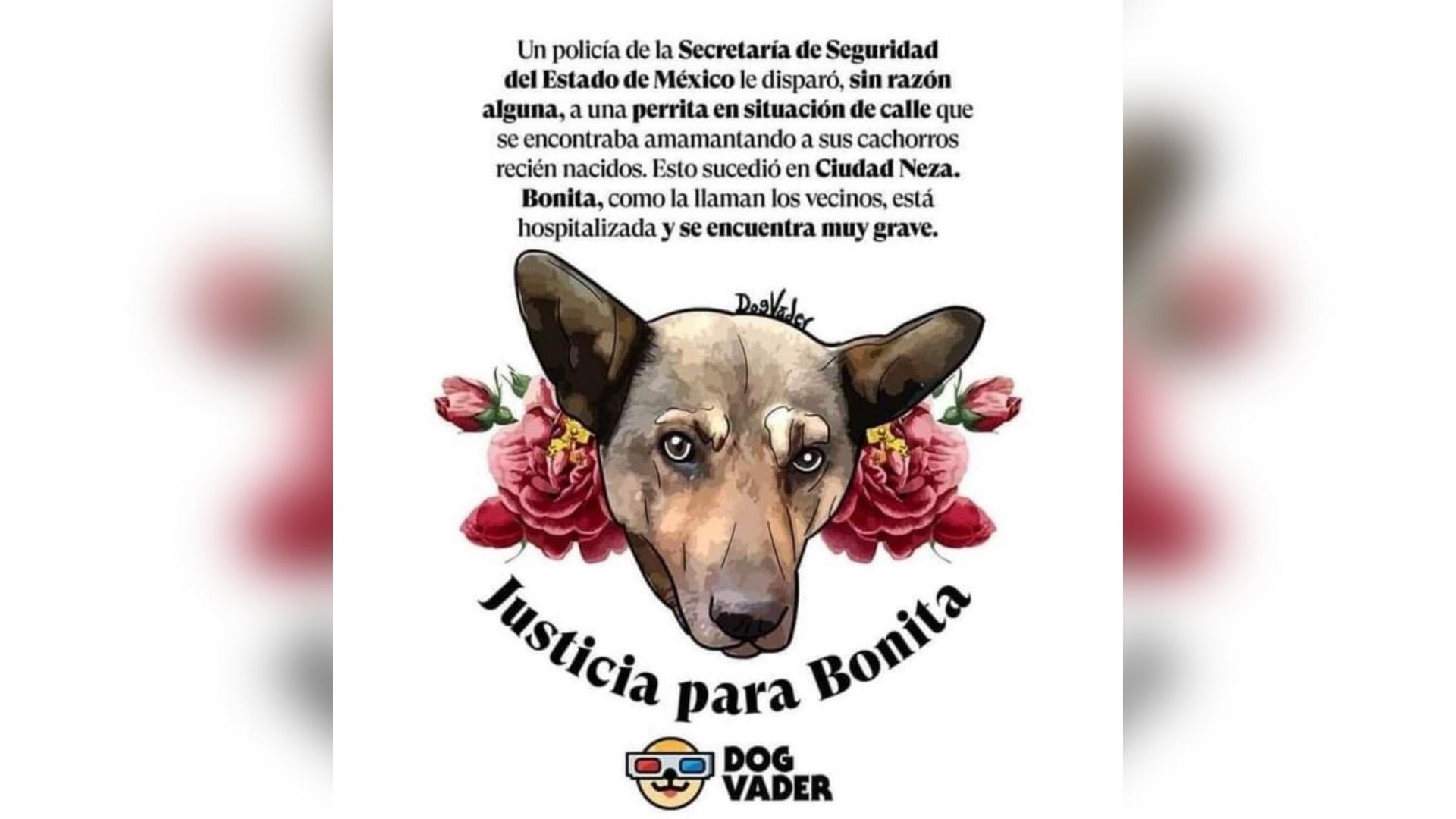 Perrita que fue baleada en Neza