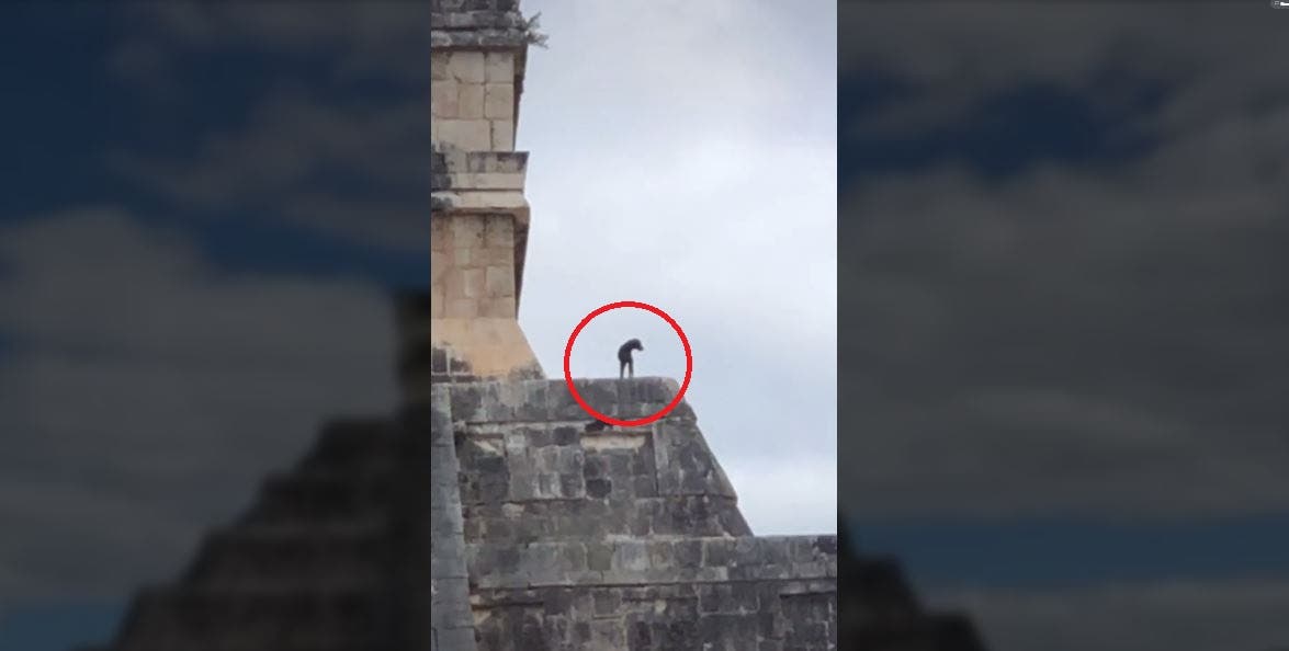 Video: Perrito aventurero en lo alto de Chichén Itzá