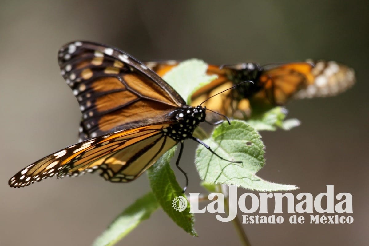 A finales de noviembre reabrirán Santuarios de la Mariposa Monarca