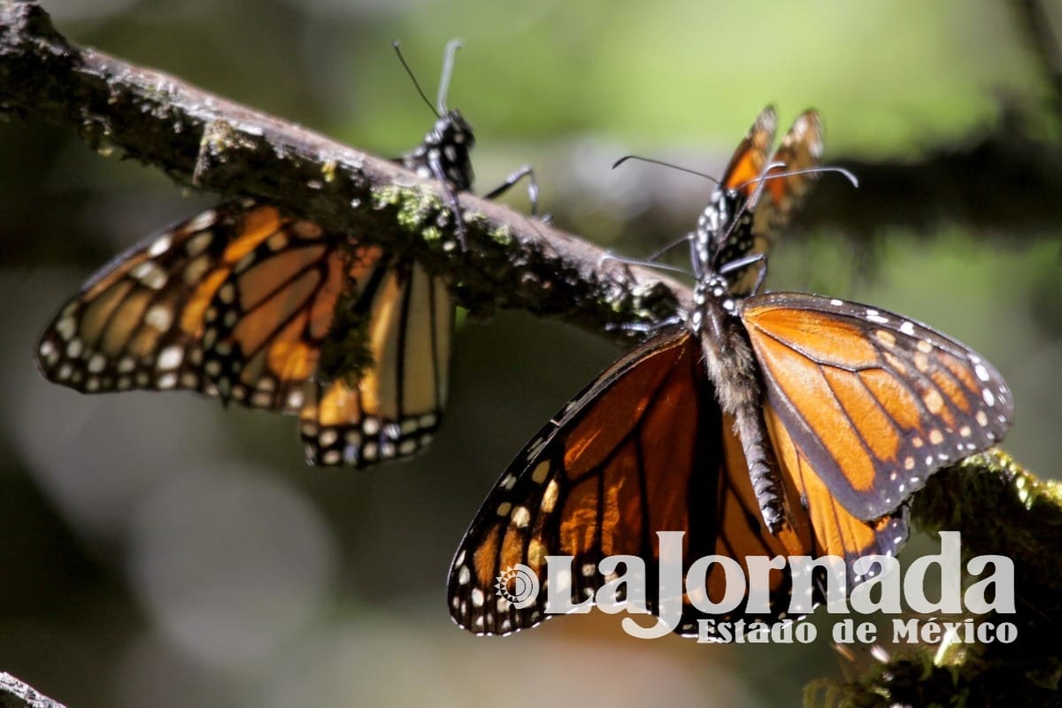 Santuarios de la Mariposa Monarca