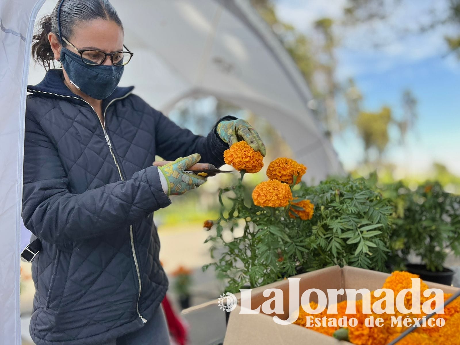 Recolectan cempasúchil que se convertirá en más de 50 litros de insecticida