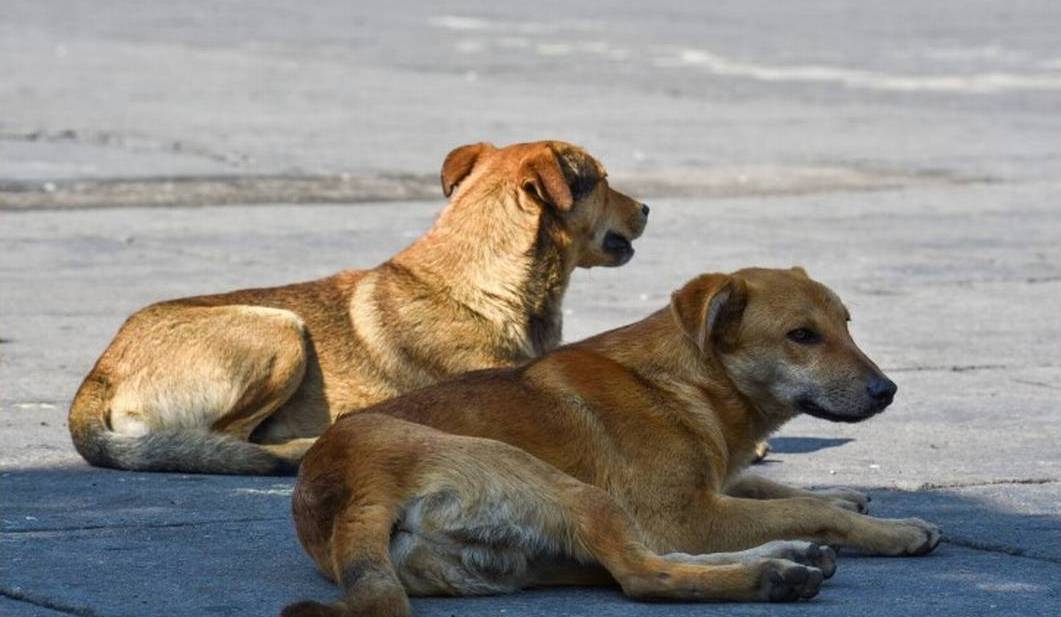 perros de Berros