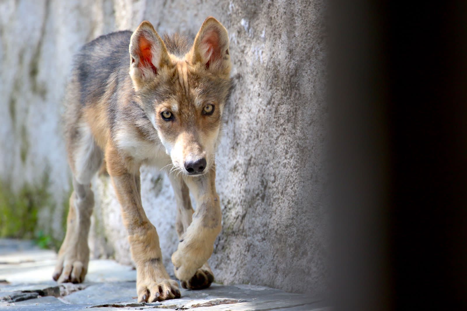 único centro de conservación y preservación de la especie de lobo gris mexicano