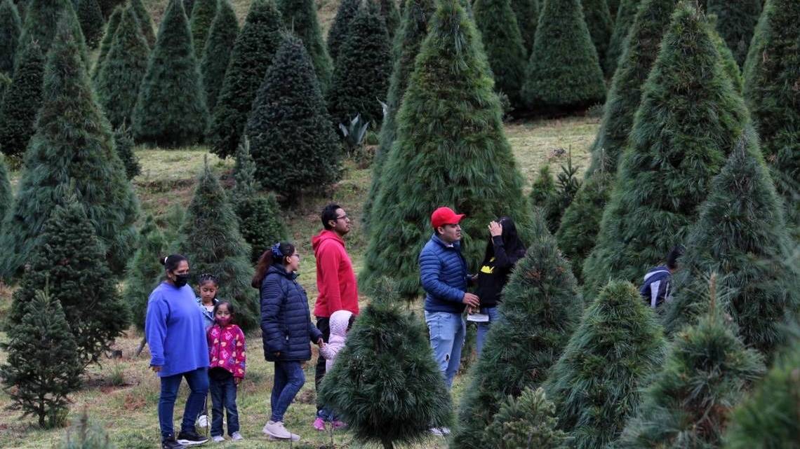 Piden productores comprar árboles de navidad del país libres de plagas