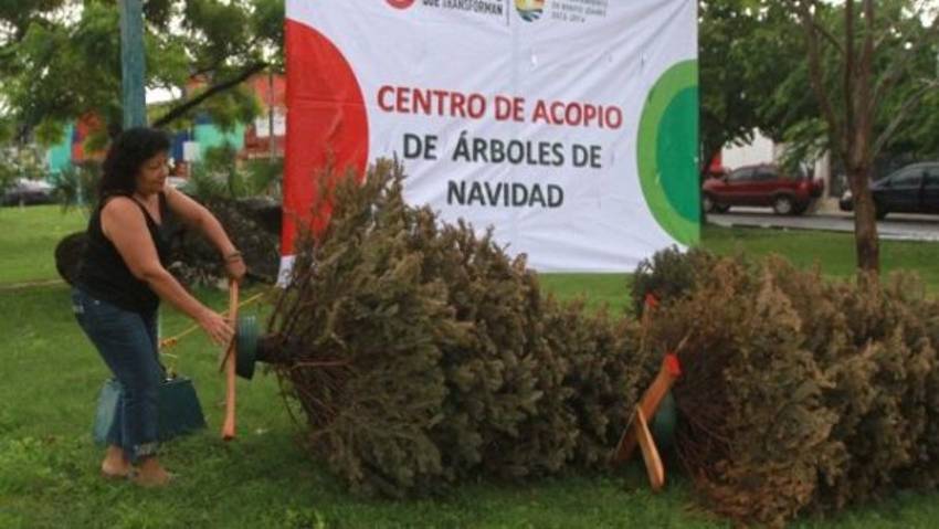 Árboles navideños transformados en composta; una solución muy ecológica