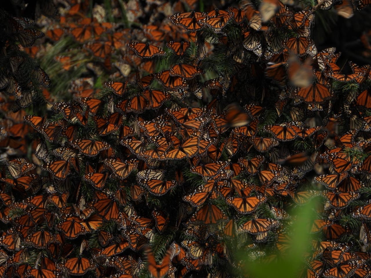 Llegan menos mariposas monarca a Edomex por la deforestación