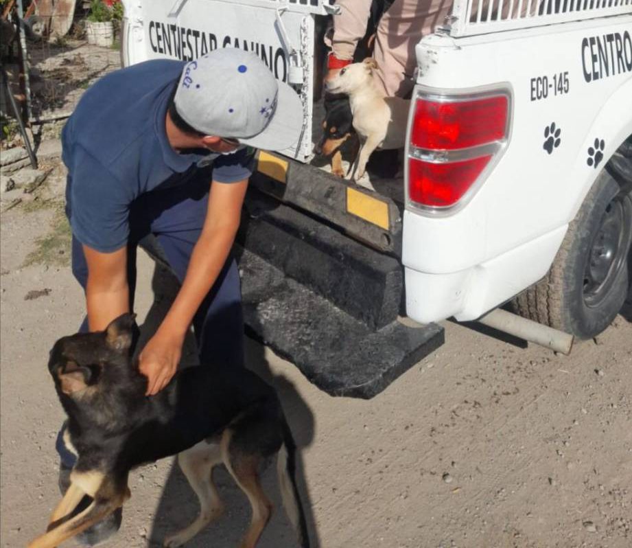 Capturan perritos y los regresan esterilizados a sus comunidades, en Texcoco