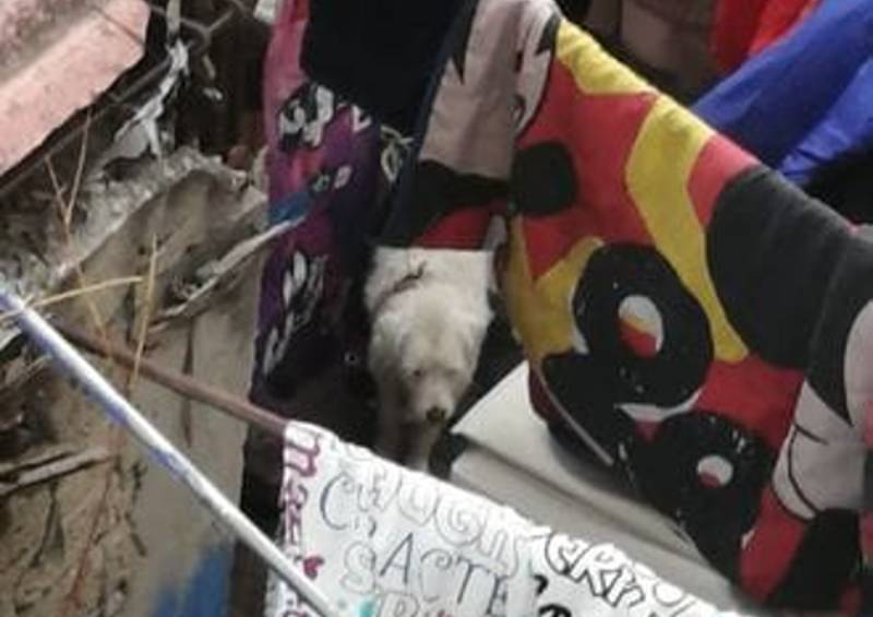 DENUNCIA CIUDADANA: Solicitan ayuda para un perrito maltratado en Tlalnepantla